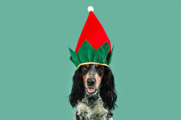 Cute cocker spaniel in elf hat on green background, closeup