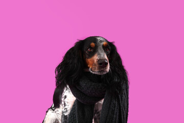 Cute cocker spaniel with warm scarf on purple background, closeup