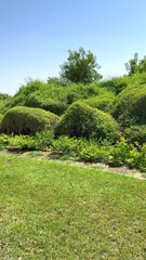 Lush green hedges form smooth shapes, sunlit trees enhance landscape, creating biodiversity conservation zone focused on ecosystem resilience and natural ecosystem harmony.