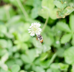 A bee is quietly perched on a delicate, small white flower, soaking up the warmth of the sun and collecting nectar