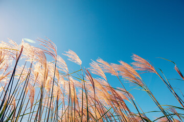 Miscanthus grass against blue sky with the sun. Nature background