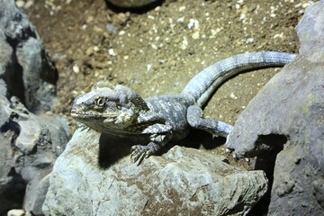 A lizard is sitting peacefully on a large rock surrounded by dirt, basking in the sunlight and enjoying its natural habitat