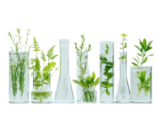 Various green plants placed in glass laboratory flasks filled with water, white background.   PNG transparent.