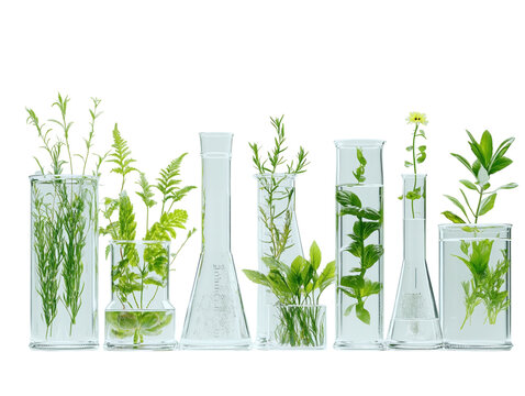 Various green plants placed in glass laboratory flasks filled with water, white background.   PNG transparent.