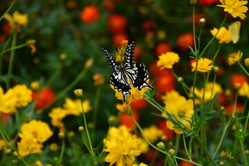 アゲハとコスモス