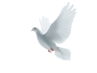 Paper dove holding olive branch on blue background PNG transparent.