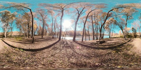 360 VR Yellow forest in a mountain field full of young birch trees and leaves on the ground. Gentle breeze and falling leaves against a blue sky, bright sun and cold river.