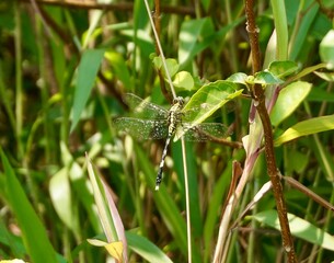 close up photo of a beautiful large green dragonfly