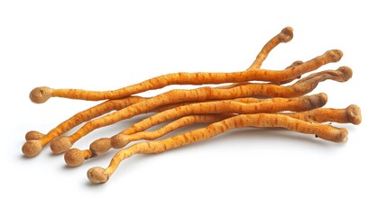 Fresh Cordyceps mushroom on white background.