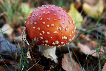 Close-up of a red toadstool with white dots isolated against a background of leaves and grass in the forest. Poisonous mushroom.