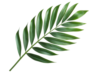 A vibrant green palm leaf isolated on a white background, ideal for nature-themed designs and projects, transparent background.