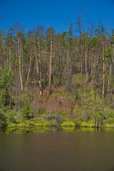 Obraz premium Forest lake in the Kolyma taiga.