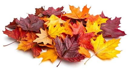 Vibrant Autumn Leaves Display Colorful Palette on White Background