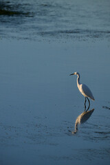 Little Egret, Egretta garzetta