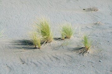 Grass Bushes at Coastal Sand Dunes - Natural Habitat Along the Shore