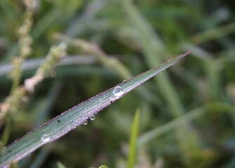 photo of dew on grass, in the morning photo