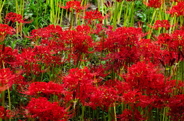 赤羽緑地公園　彼岸花
