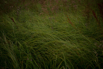 
field and gloomy windy weather