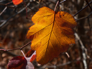 Golden autumn leaves on a tree branch
