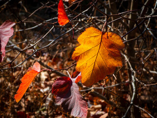 Golden autumn leaves on a tree branch