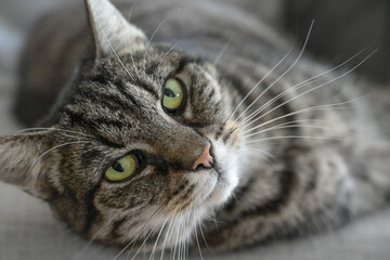 Lying gray tabby cat with green eyes, pink nose and white whiskers looking directly to the camera, popular pet spreading relaxation with its purring, copy space, selected focus