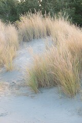 Grass Bushes at Coastal Sand Dunes - Natural Habitat Along the Shore