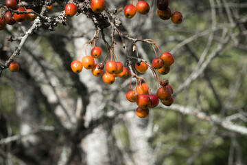 Kleine orangefarbene Äpfel an einem kahlen Baum im Herbst