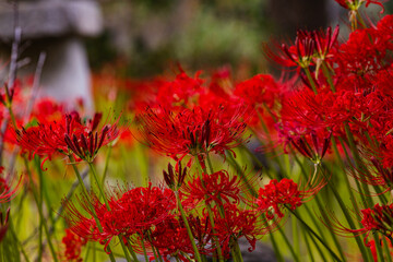赤羽緑地公園　彼岸花