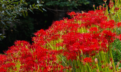 赤羽緑地公園　彼岸花