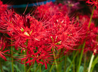 赤羽緑地公園　彼岸花