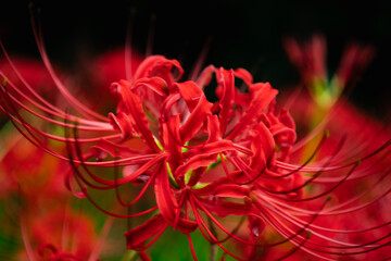 赤羽緑地公園　彼岸花