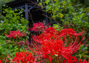 赤羽緑地公園　彼岸花