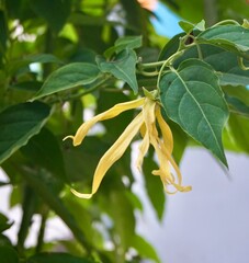 photo of beautiful yellow cananga flowers