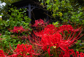 赤羽緑地公園　彼岸花