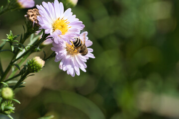 Hoverfly on a delicate pink flower collecting pollen. Macro shot of an insect