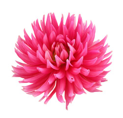 Pink dahlia flower isolated on white or transparent background