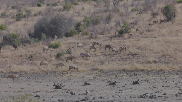 a wide shot of several antelope species grazing and resting on a hill near a waterhole in pilanesberg national park of south africa