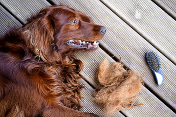  Combing dog's fur with a comb. Happy Irish Setter on the floor