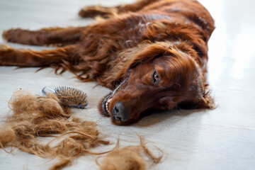  Combing dog's fur with a comb. Happy Irish Setter on the floor