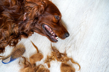  Combing dog's fur with a comb. Happy Irish Setter on the floor