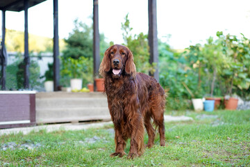  Irish red setter on green grass near the house