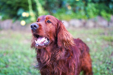  Irish red setter on green grass near playground.