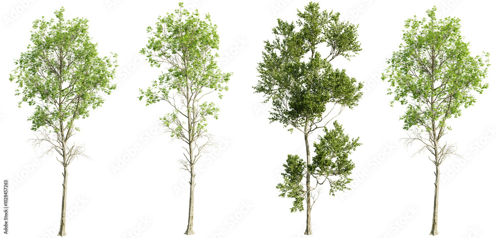 Poster tree fagus grandifolia on transparent background.3d rendering