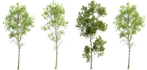 Fototapeta premium Tree Fagus Grandifolia on transparent background.3d rendering