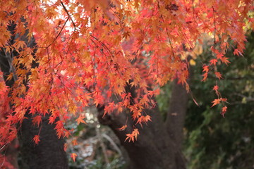 日本のカエデの紅葉