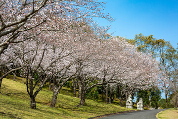 桜と遊歩道
