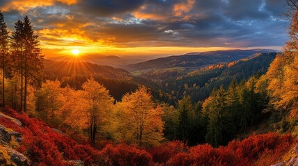 Golden Sunset Over a Forest in Autumn