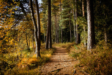 Scenic autumn path in the forest