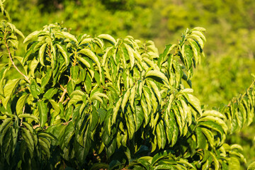 lime tree plant with foliage in nature 
