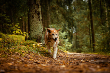 Old dog walking trough scenic forest 